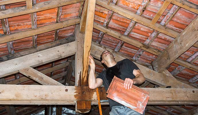 Technician inspecting water damaged wooden roof rafters and ceiling framing in attic