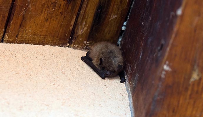 A baby bat resting in the corner A baby bat resting in the corner near wooden wall