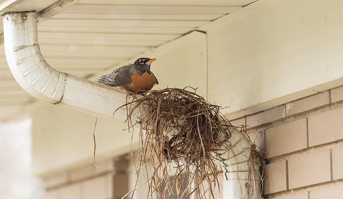 Bird sitting on a white gutter next to its Nest A small bird sitting on a white rain gutter beside its nest