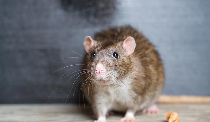 Wild brown rat on the floor Wild brown rat on the floor
