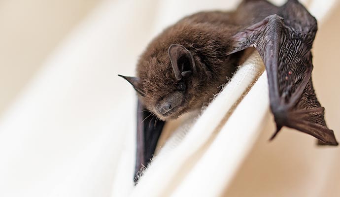 Close-up of a black bat Close-up of a black bat