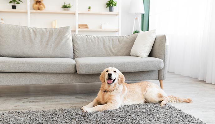 Dog sitting on a rug in a cozy living room A happy dog sitting on a rug in a cozy living room interior