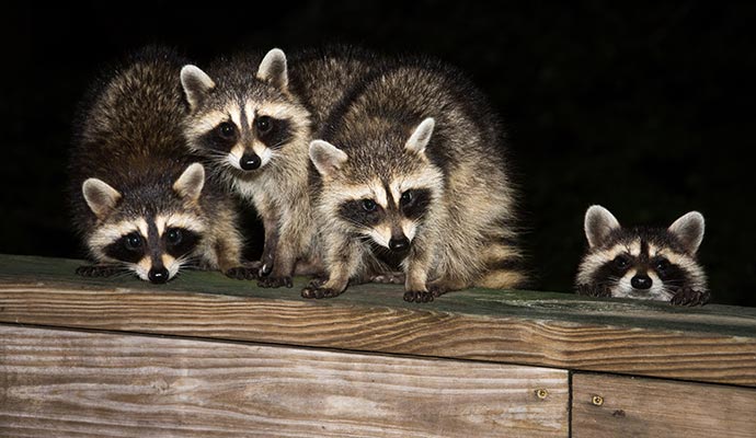 Four raccoons on a wooden deck Four raccoons standing together on a wooden deck at night