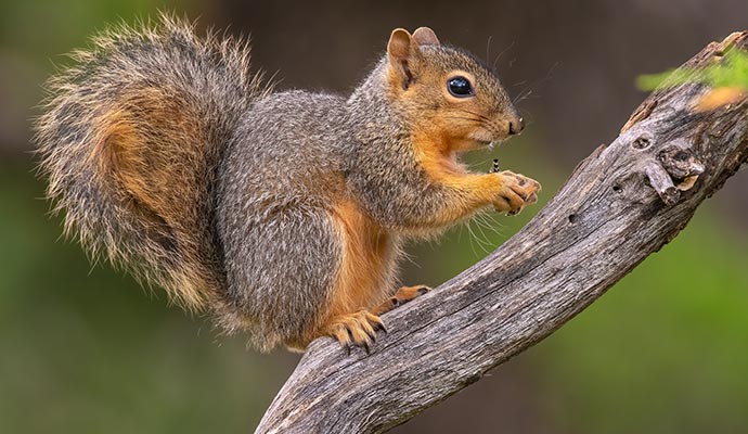Fox squirrel sitting on a tree branch Fox squirrel sitting on a tree branch