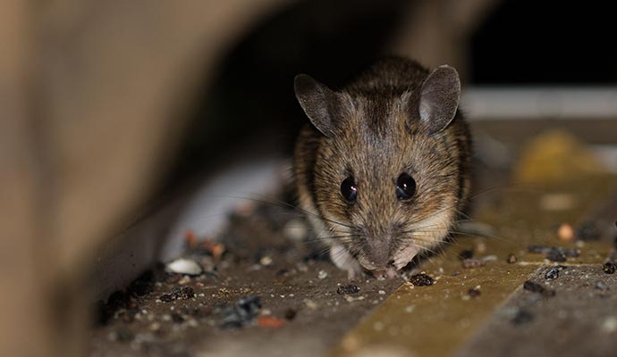 Mouse near rodent droppings Mouse near visible rodent droppings