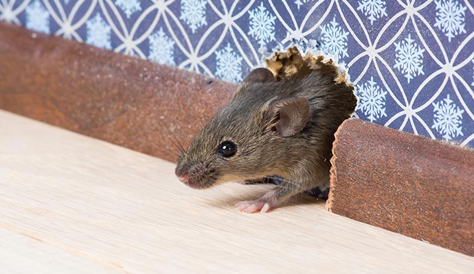 Mouse peeking out of wall hole Mouse peeking out of a small hole in the wall or baseboard