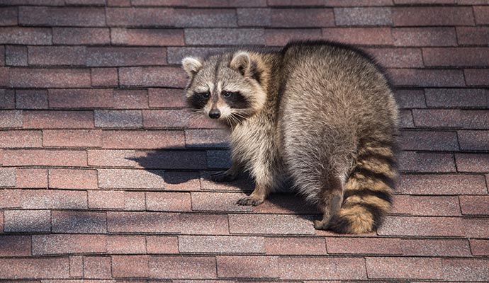 Animal Waste Cleanup in Morgantown & Bridgeport