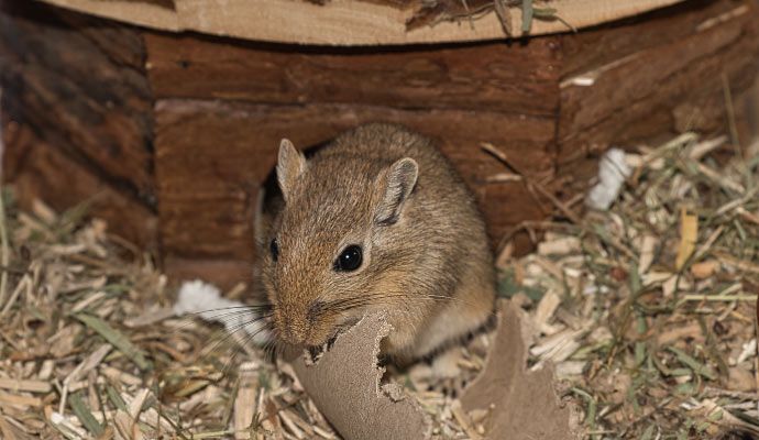 Small rodent nesting in burrow with chewed paper Small rodent nesting in a burrow with bedding and chewing paper