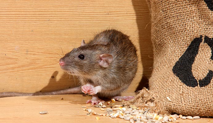 Rodent Infestation Cleanup in Morgantown & Bridgeport, WV