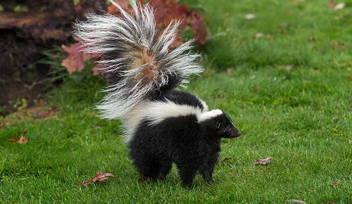 Skunk standing on green grass Skunk standing on green grass, showing its black and white fur