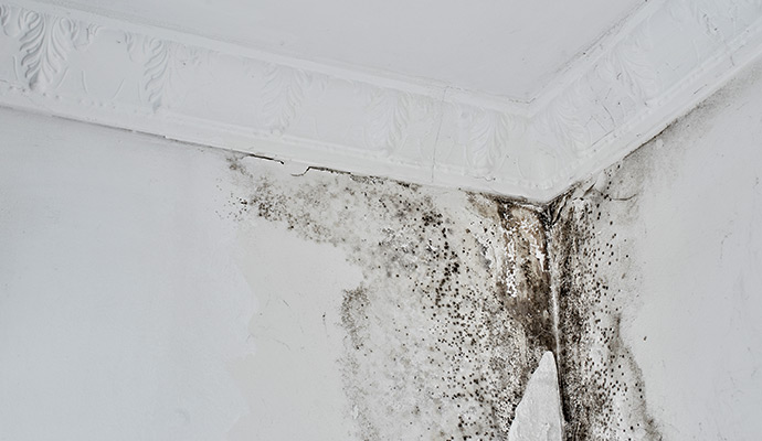 Black mold growth wall corner