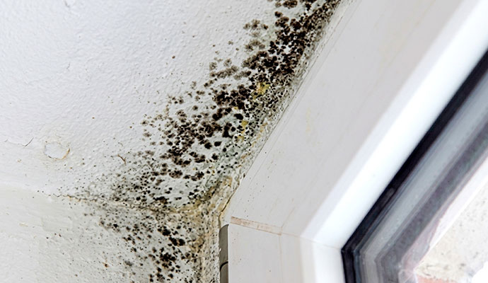 Black mold on the ceiling and wall corner