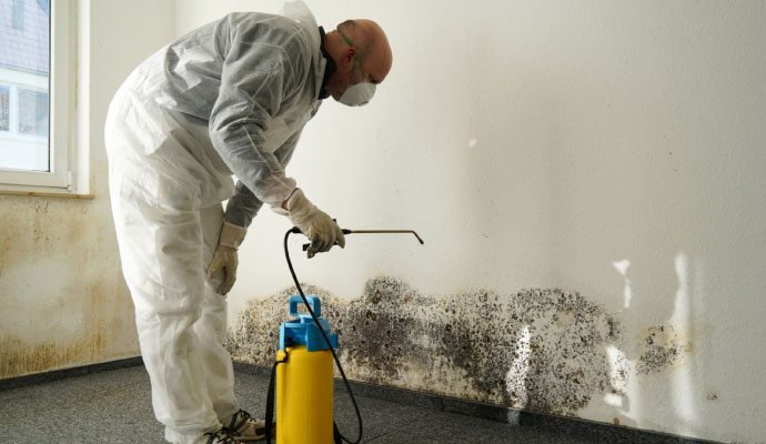 Black mold remediation service