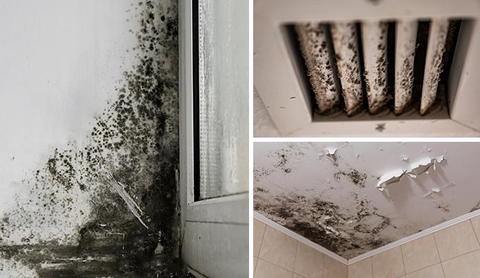 Collage of black mold, mold inside an air vent, and peeling ceiling mold.