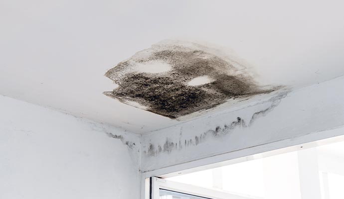 Ceiling black mold in a restaurant