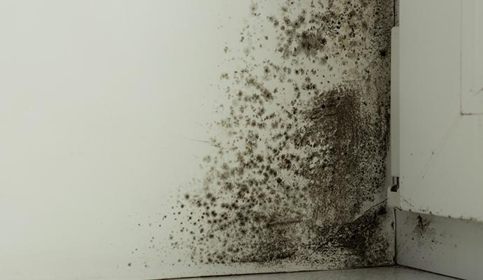 Mold damaged wall Mold damaged wall