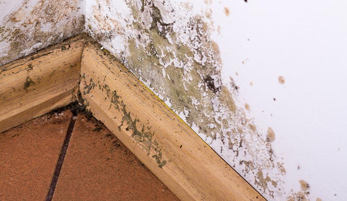 Close-up of mold and peeling paint on a wall corner.