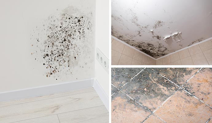 Collage showing mold on a wall, ceiling, and floor.
