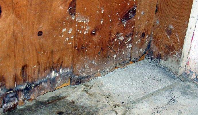 Mold Growth and Wood Rot