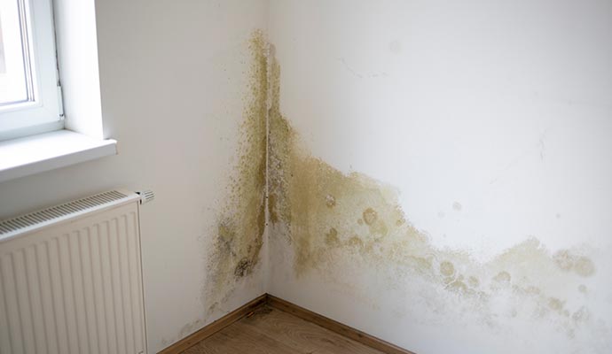 Mold growth on wall.