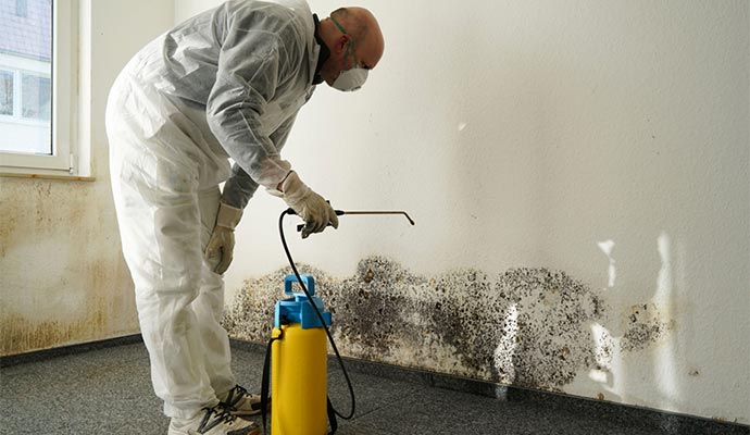 Professional black mold sanitization service