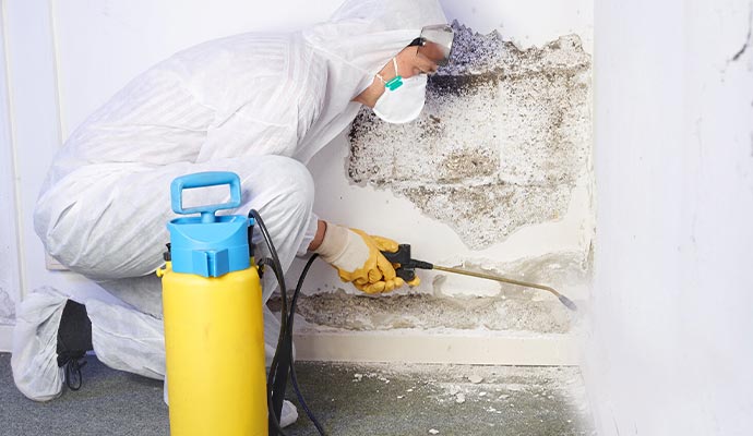 Professional mold remediation service.