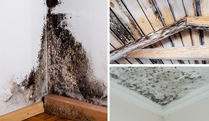 Collage showing black mold on walls, wooden beams and ceilings.