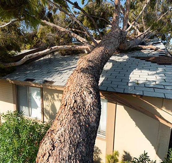 Roof damage caused by heavy storm Large tree fallen on house roof after heavy storm.