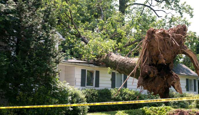 Large tree fallen on residential roof after a heavy storm
