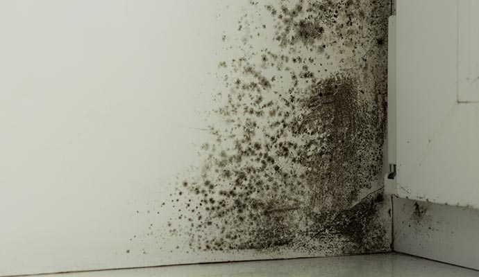 Visible mold on wall