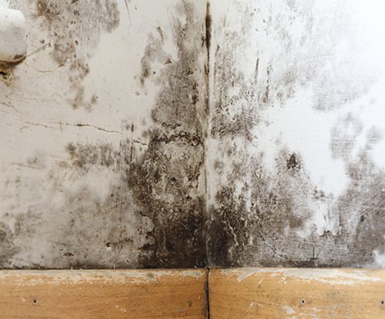 Home structural damage from mold growth